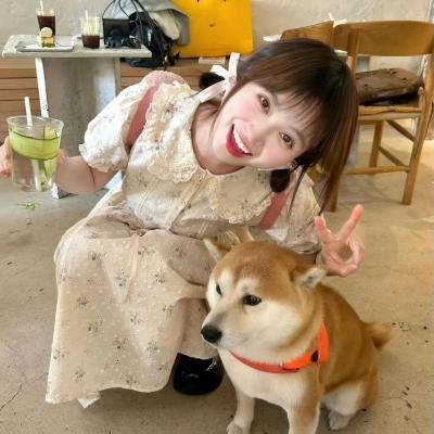 灰狐